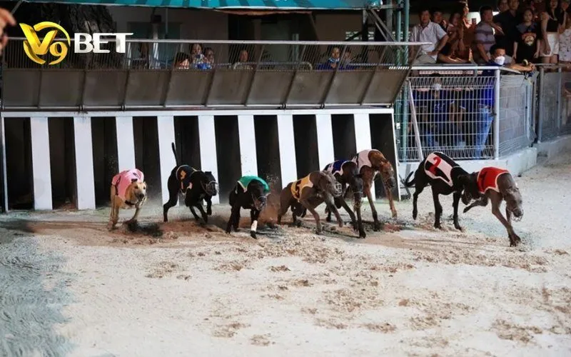 Đua Chó Ảo V9BET | Cách Đọc Kèo Win, Place & Exacta 3 Ảnh minh họa lỗi thường gặp khi chơi Đua Chó Ảo V9BET