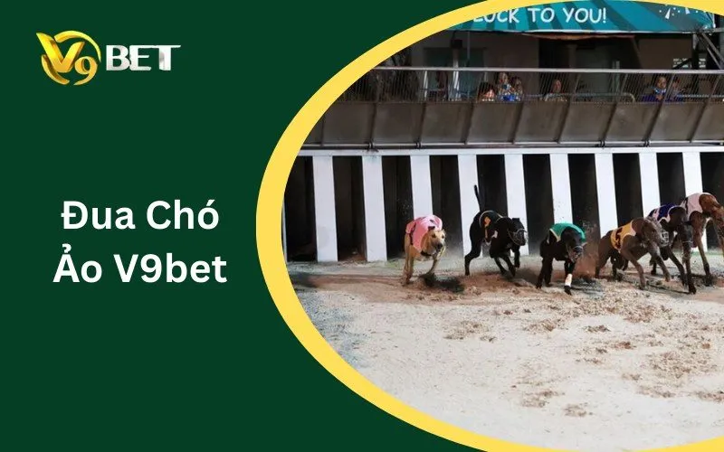 Đua Chó Ảo V9BET | Cách Đọc Kèo Win, Place & Exacta Đua Chó Ảo V9BET | Cách Đọc Kèo Win, Place & Exacta