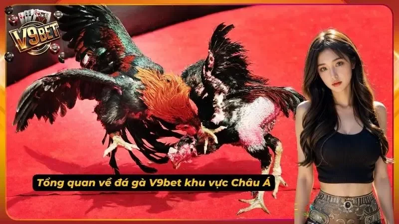 Hình minh họa nội dung đá gà V9BET cho người mới