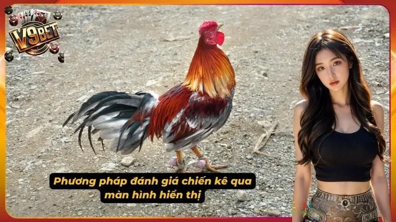 Hình minh họa quan sát trước trận trong đá gà V9BET